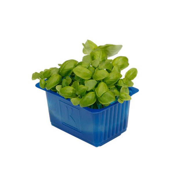 Basil Cress — premium quality