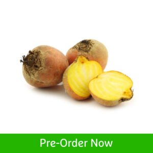 Beetroot Yellow Netherlands — premium quality