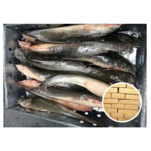 Best Price Fish Catfish Big Size
