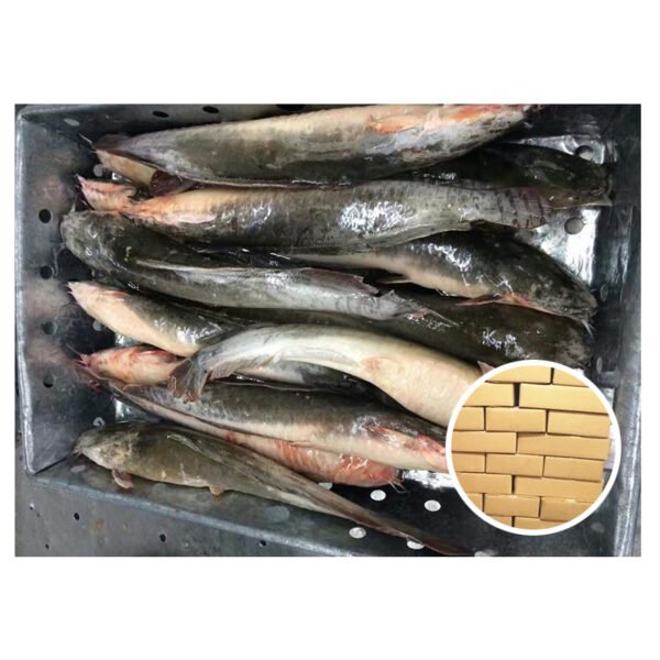 Best Price Fish Catfish Big Size Best Price Fish Catfish Big Size