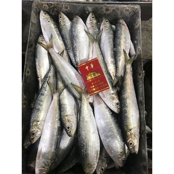Best Quality Frozen Sardine Fish Wholesale