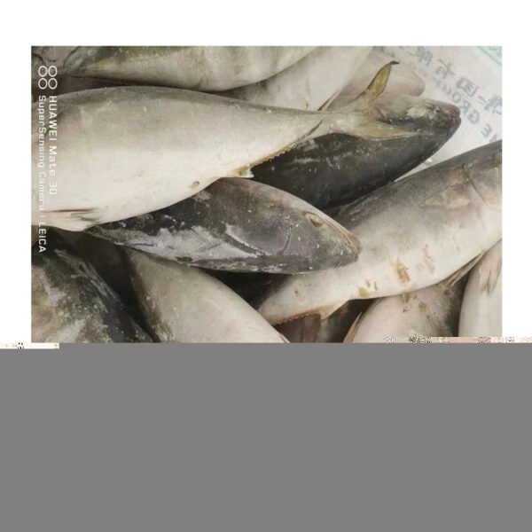 Best Quality Frozen Seafood Whole Round