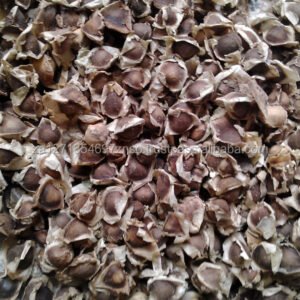 Best Quality Large Moringa Seed Pkml