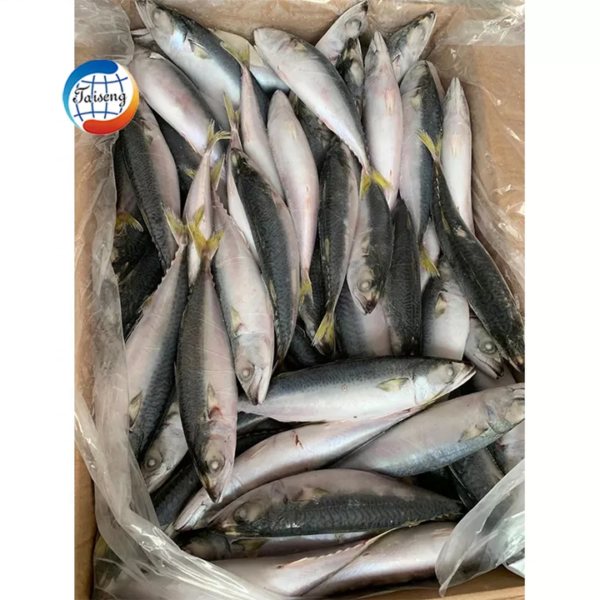 Best Seafood Mackerel Fish Frozen Pacific Best Seafood Mackerel Fish Frozen Pacific