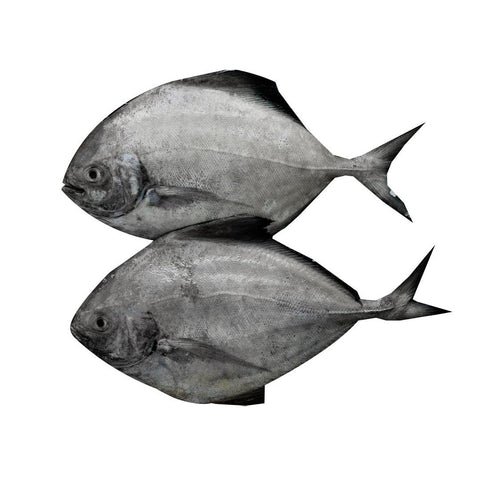 Black Pomfret Zubaidy Al Aswad Karutha Avoli Medium Whole Cl Black Pomfret Zubaidy Al Aswad Karutha Avoli Medium Whole Cl — premium quality