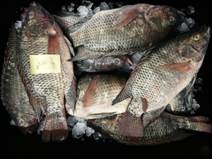 Black Tilapia Whole Round 300 500g