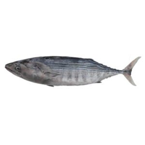 Black Tuna Tunny Choora Whole 500g — premium quality