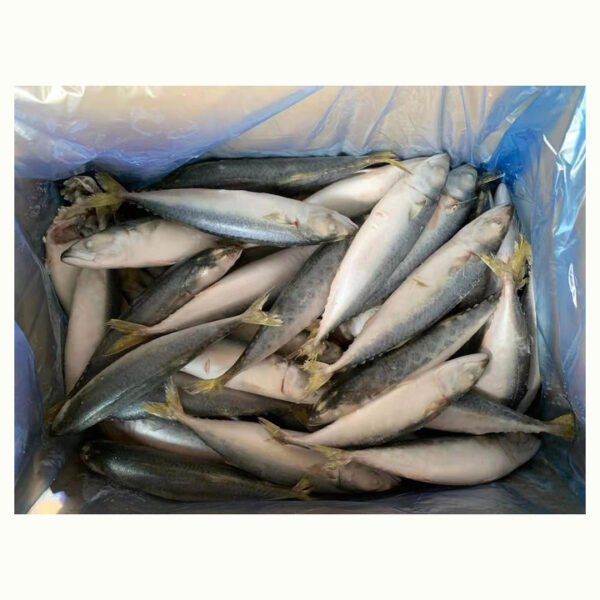 Block Shape Whole Round Mackerel Fish