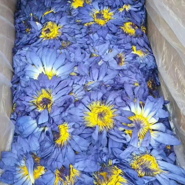 Blue Lotus