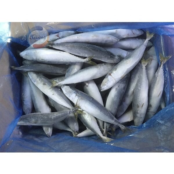 BQF Bulk Frozen Pacific Mackerel Freshly