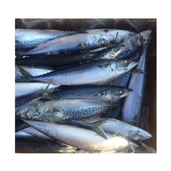 BQF Frozen Atlantic Mackerel Fish Wholesale BQF Frozen Atlantic Mackerel Fish Wholesale