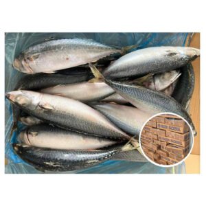 BQF Frozen Pacific Mackerel China Fish