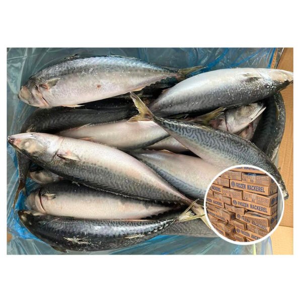 BQF Frozen Pacific Mackerel China Fish BQF Frozen Pacific Mackerel China Fish