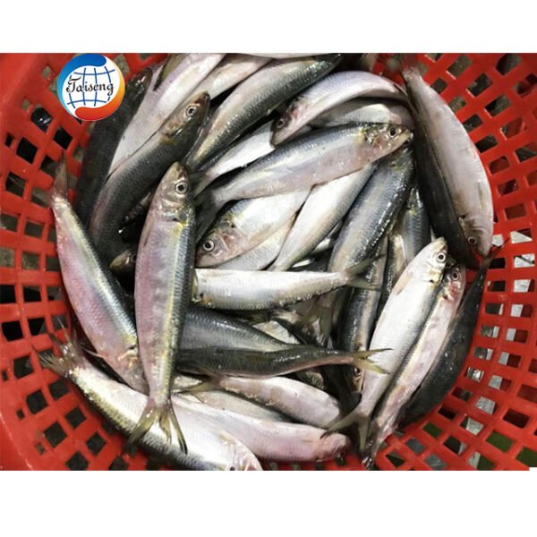 BQF Wholesale Good Quality Frozen Sardine