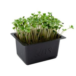 Broccoli Cress — premium quality