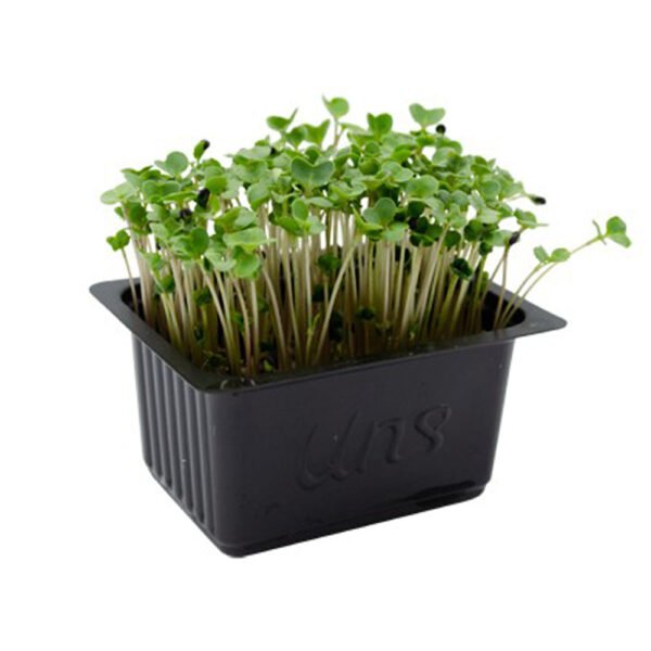 Broccoli Cress — premium quality