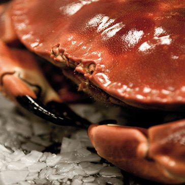 Brown Crab