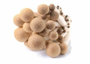 Brown Shimeji Mushroom — premium quality