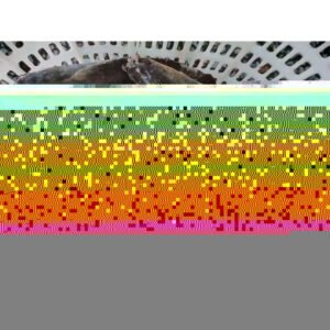 Bulk Export Frozen Fish Pacific Mackerel