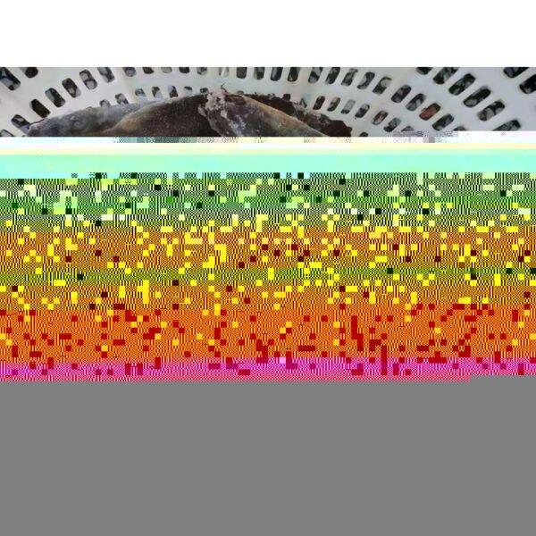 Bulk Export Frozen Fish Pacific Mackerel