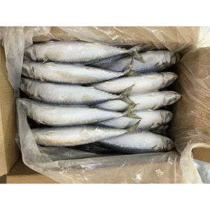 Bulk Frozen Whole Round Mackerel Fish