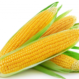 Bulk Organic Non Glutinous FD Dried