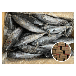 Bulk Supply Frozen Bonito Fish Fresh