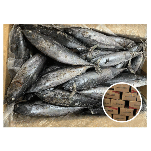 Bulk Supply Frozen Bonito Fish Fresh Bulk Supply Frozen Bonito Fish Fresh