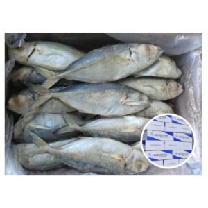 Buyer Frozen Hardtail Round Mackarel Bait
