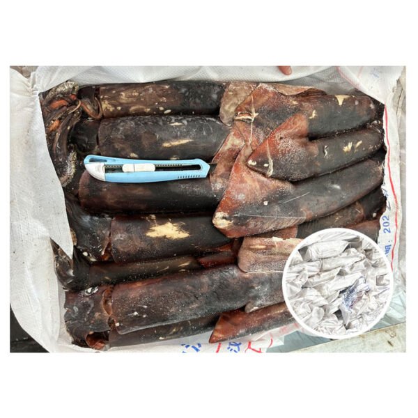 Calamari Squid Hot Sale Frozen Giant