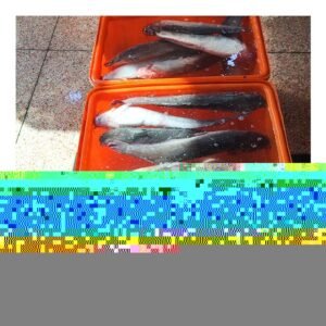 Canned Tuna in Vegetable Oil 185g