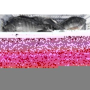 Cheap Price Frozen Catfish Farmer Rasing