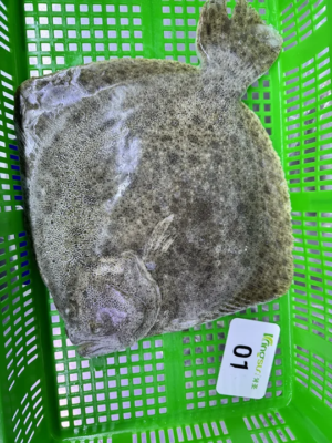 Cheap Price Frozen Turbot Whole Round