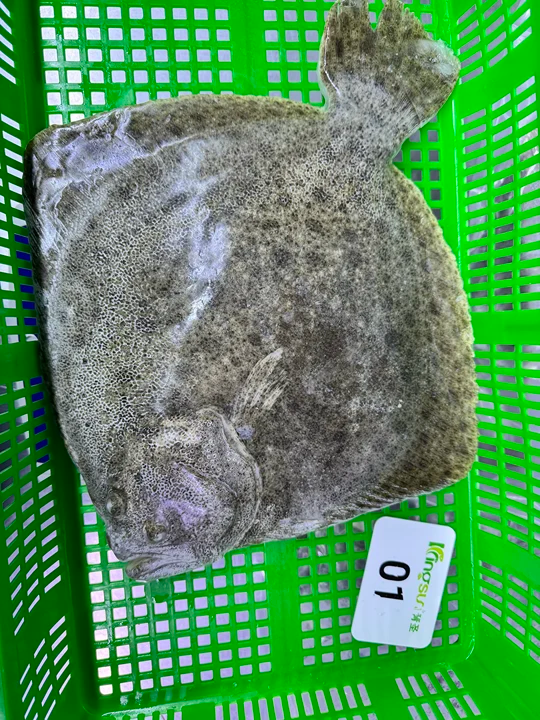 Cheap Price Frozen Turbot Whole Round Cheap Price Frozen Turbot Whole Round
