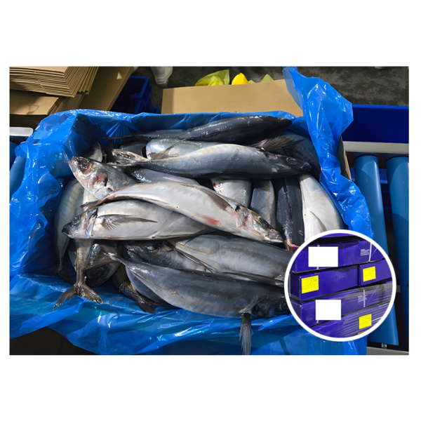 Chile Origin 900G up Horse Mackerel