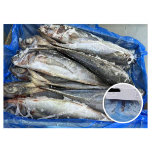 Chile Origin 900G up Horse Mackerel