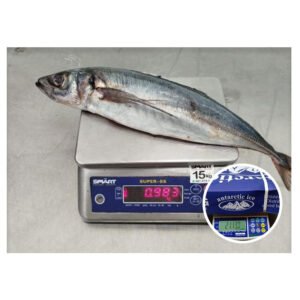 Chile Origin Frozen Horse Mackerel 20kg