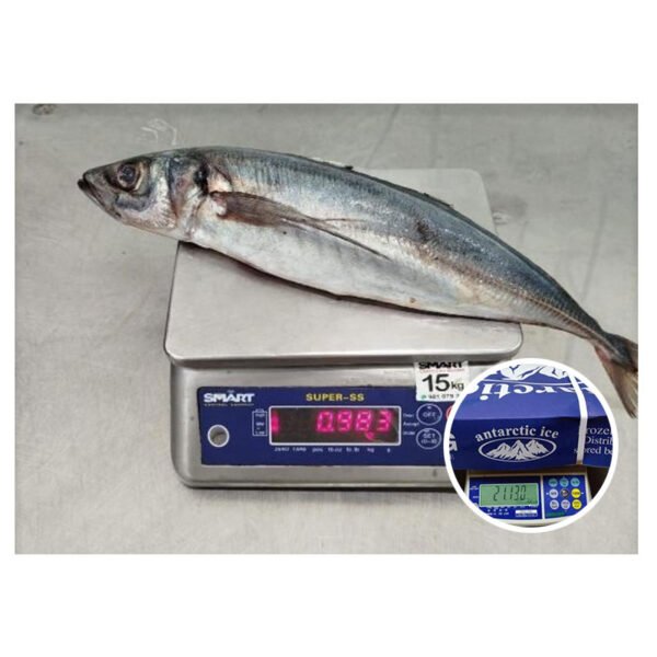 Chile Origin Frozen Horse Mackerel 20kg Chile Origin Frozen Horse Mackerel 20kg