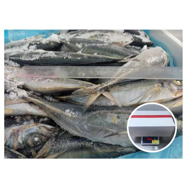 Chile Origin Trachurus Murphyi Chinchard 1000g Chile Origin Trachurus Murphyi Chinchard 1000g