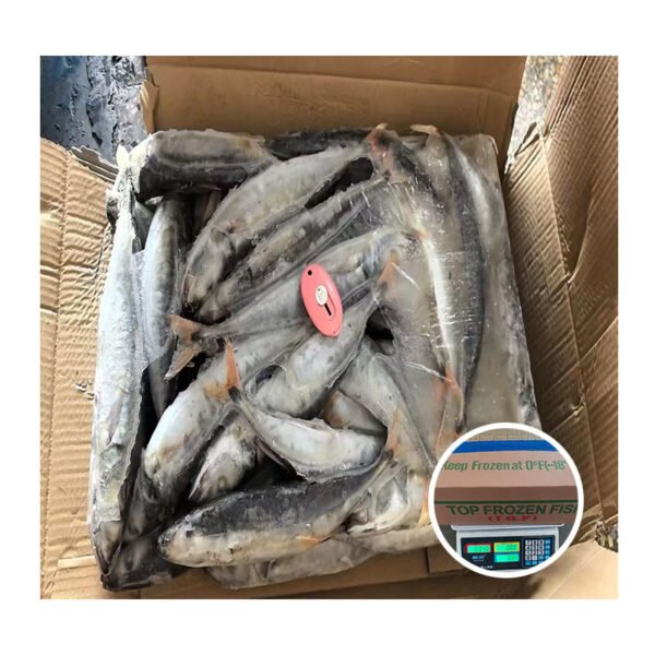 China Export Fish High Quality Frozen