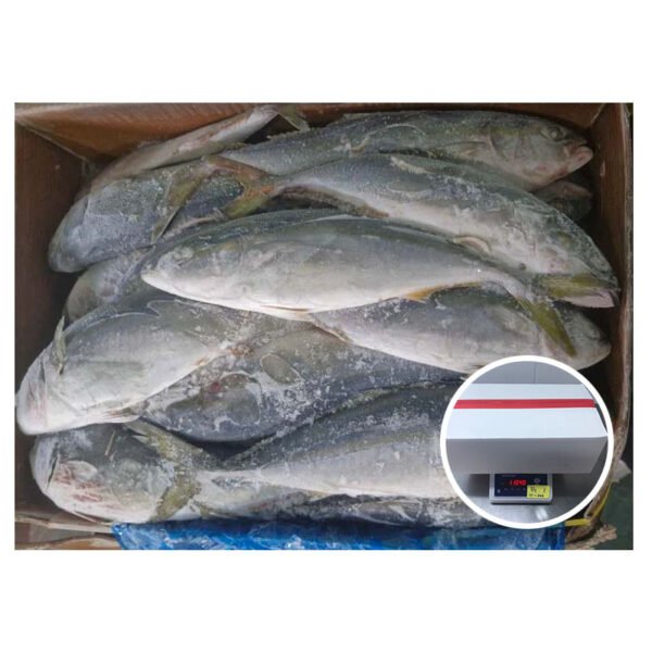 China Export Frozen Yellowtail Fish 700 China Export Frozen Yellowtail Fish 700