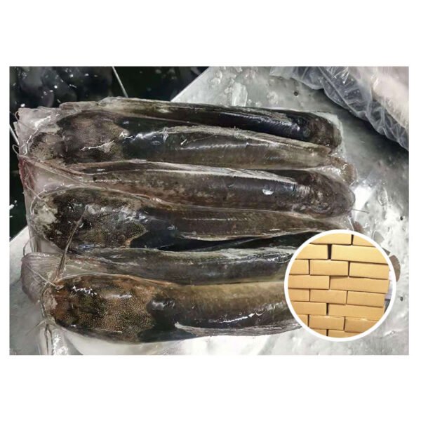 China Farm Fish Catfish Exporting Fresh China Farm Fish Catfish Exporting Fresh