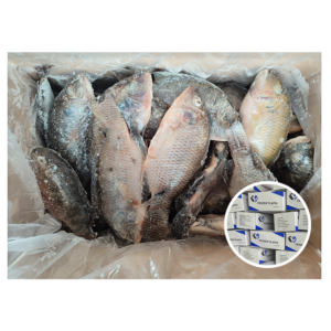 China Farming Fish Supplier Oreochromis Niloticus