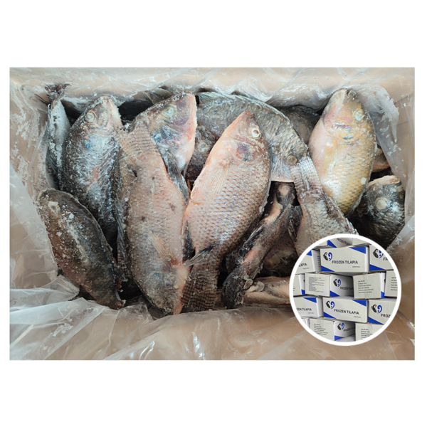 China Farming Fish Supplier Oreochromis Niloticus