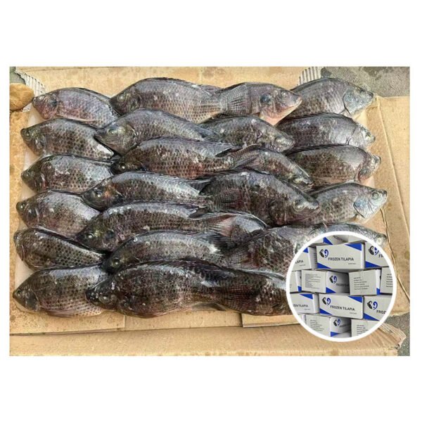 China Farming Fish Tilapia Oreochromis Niloticus China Farming Fish Tilapia Oreochromis Niloticus
