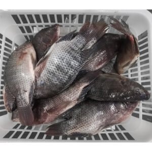 China Farming Frozen Black Tilapia Fish