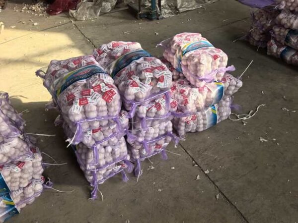 China Fresh Normal White Garlic CIF
