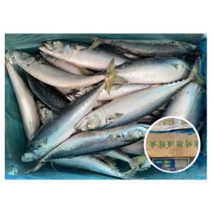 China Frozen Pacific Mackerel Fish to