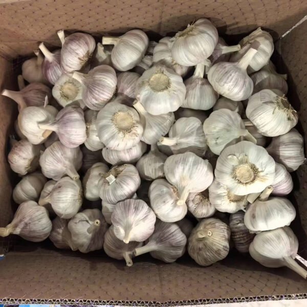 China Garlic Wholesale Supplier Ail Alho