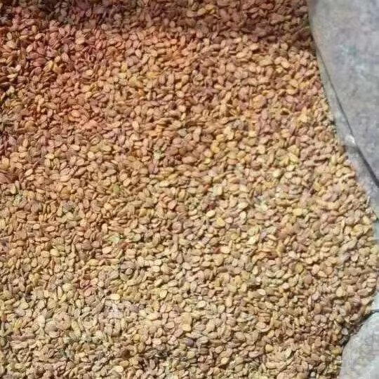 China Jilin Maca Sealed and Dry